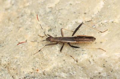 Micrelytra fossularum