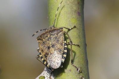 Rhaphigaster nebulosa