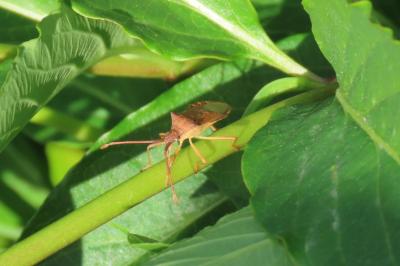 Gonocerus acuteangulatus