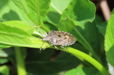 Rhaphigaster nebulosa