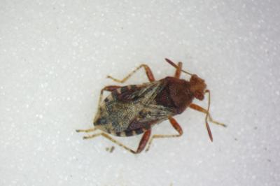 Rhopalus subrufus