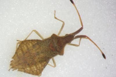 Syromastus rhombeus
