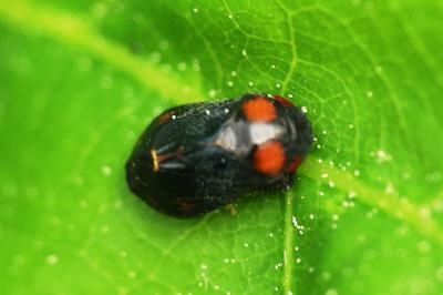 Penthimia nigra