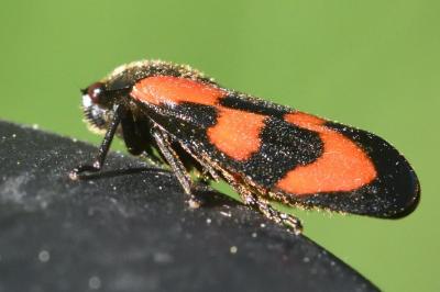 Cercopis vulnerata