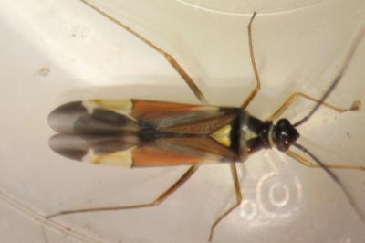Cyllecoris histrionius