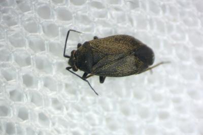 Heterocordylus tibialis