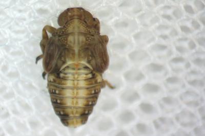 Issus coleoptratus