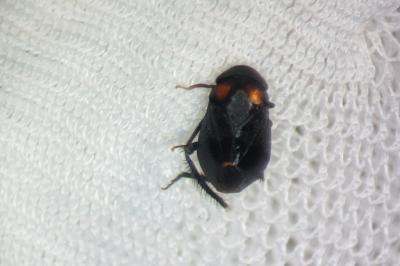 Penthimia nigra