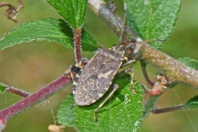 Ceraleptus gracilicornis