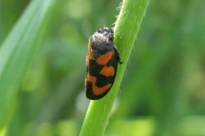Cercopis vulnerata