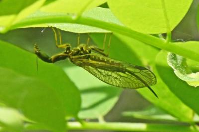 Raphidiidae