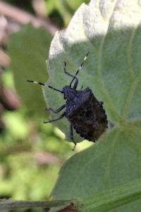 Rhaphigaster nebulosa