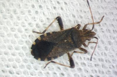 Ceraleptus gracilicornis