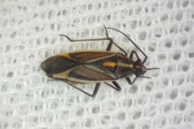 Horistus orientalis