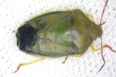 Piezodorus lituratus