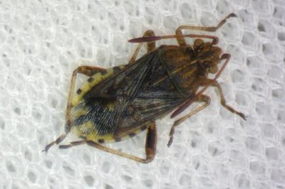Stictopleurus abutilon