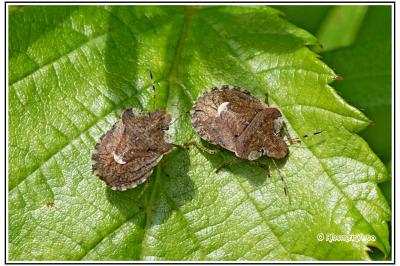 Dyroderes umbraculatus