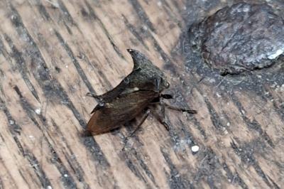 Centrotus cornutus