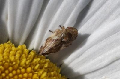 Philaenus spumarius