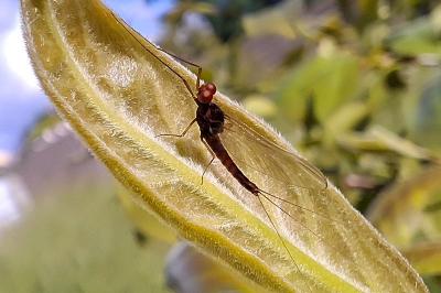 Serratella ignita