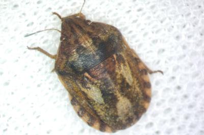 Eurygaster maura