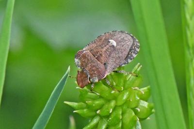 Dyroderes umbraculatus