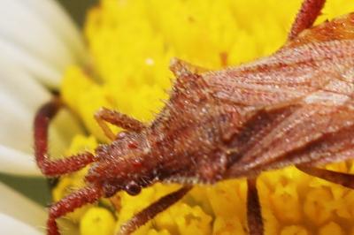 Coriomeris affinis