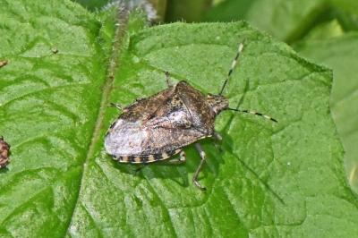 Rhaphigaster nebulosa