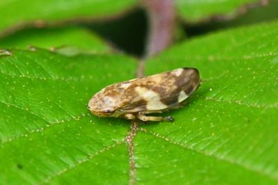 Aphrophora alni