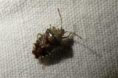 Elasmucha grisea