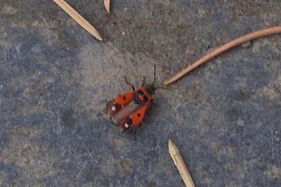 Melanocoryphus albomaculatus