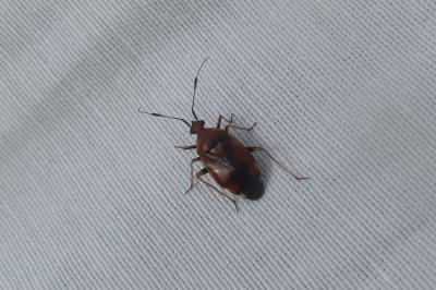 Deraeocoris ruber