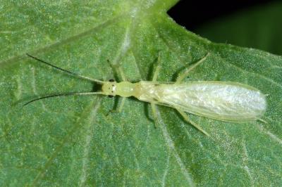 Xanthoperla apicalis