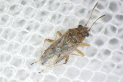 Nysius senecionis