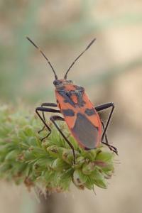 Corizus hyoscyami