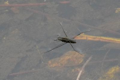 Gerris lacustris