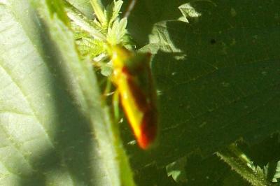 Acanthosoma haemorrhoidale