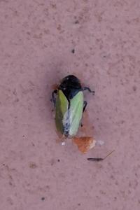 Tettigometra laeta