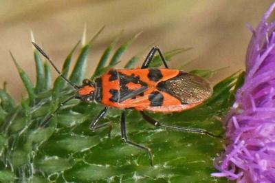 Corizus hyoscyami