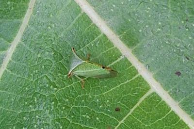 Stictocephala bisonia