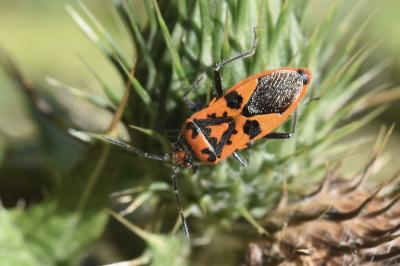 Corizus hyoscyami
