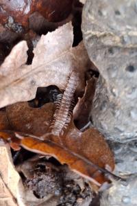 Polydesmidae
