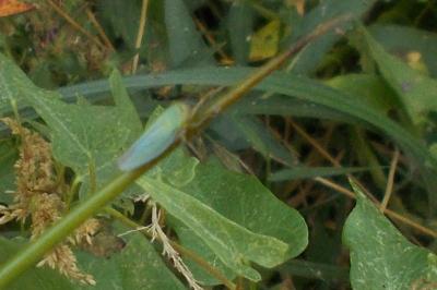 Cicadella viridis