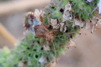Rhopalus subrufus
