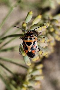 Eurydema ornata