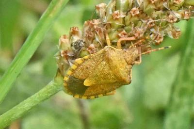 Peribalus strictus
