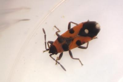 Horvathiolus superbus