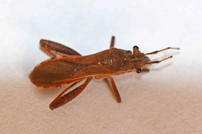 Camptopus lateralis
