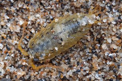 Ligia oceanica