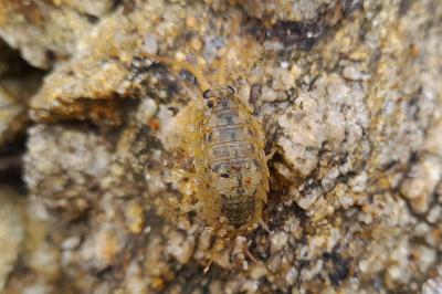 Ligia oceanica